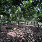Bán đất trồng chôm chôm 500m² Long Khánh, Đồng Nai - Ảnh thu nhỏ 2