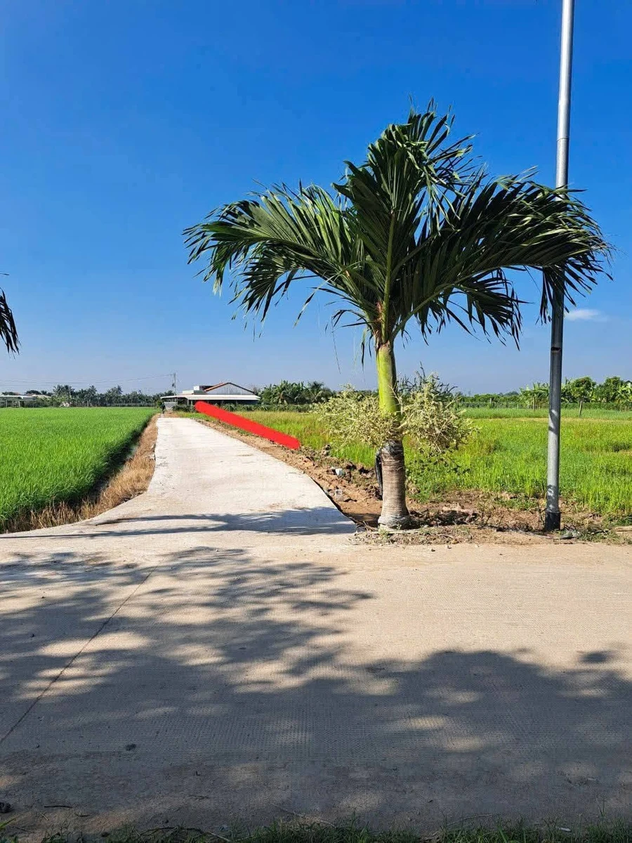 Bán 854 m² đất lúa Xã Vĩnh Công Nhà Bè 850 triệu - Ảnh thu nhỏ 2