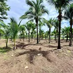 Bán đất mặt tiền Tỉnh Lộ 997, 720m², gần biển Lộc An - Ảnh thu nhỏ 3