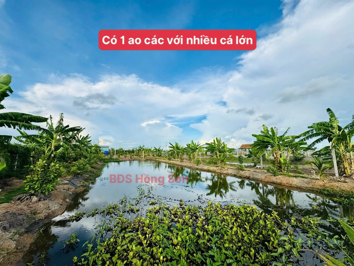 Bán đất vườn 2006m² Thạnh Lộc An Giang giá 1 tỷ 390 triệu - Ảnh thu nhỏ 4