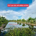 Bán đất vườn 2006m² Thạnh Lộc An Giang giá 1 tỷ 390 triệu - Ảnh thu nhỏ 4