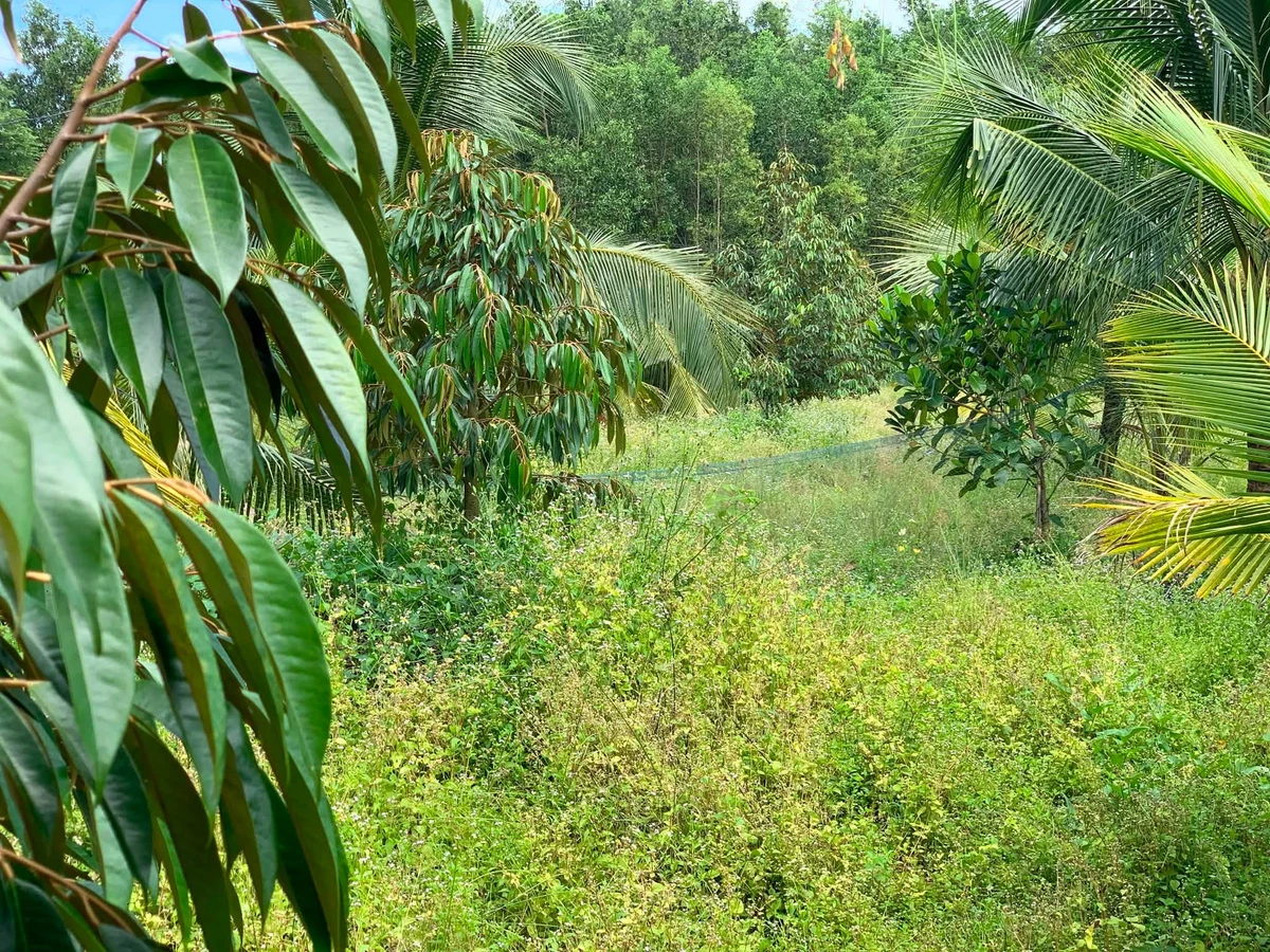Bán đất vườn sầu riêng, dừa xiem 11.539 m² Đồng Nai - Ảnh thu nhỏ 2