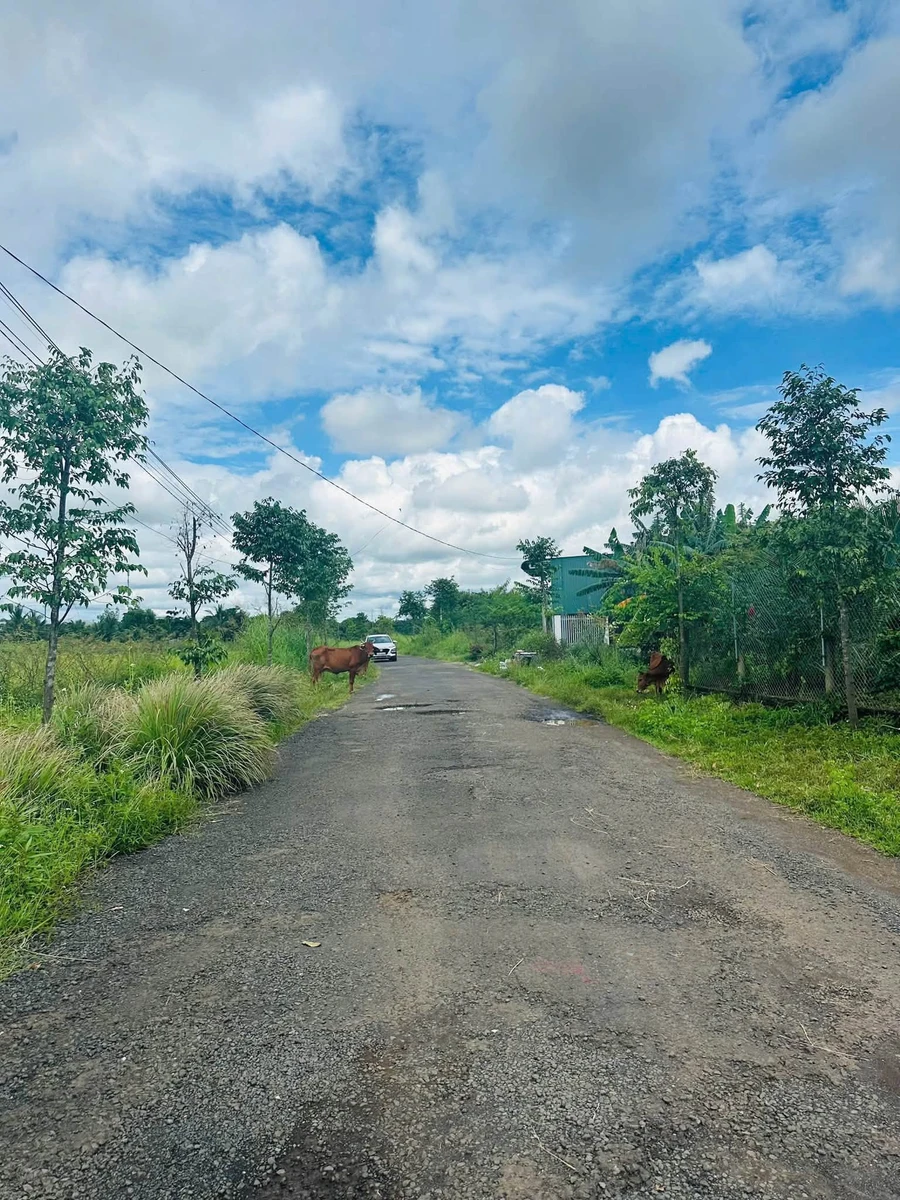 Bán lô đất 220 m² Buôn Đôn, Đắk Nông, 26 triệu/m² - Ảnh thu nhỏ 2