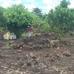 Bán đất vườn sầu riêng, ao cá tại Tà Lài, Đồng Nai 2,4 tỷ - Ảnh thu nhỏ 2