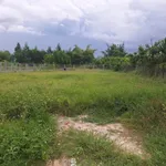 Bán vườn 1000m² tại xã Tư Nghĩa, Bình Dương 1,4 tỷ - Ảnh thu nhỏ 2