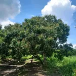 Bán đất tại Tân Hội, Vĩnh Long 3,5 tỷ, 2849m2, có 100m2 đất ở, view đẹp, chính chủ - Ảnh thu nhỏ 9