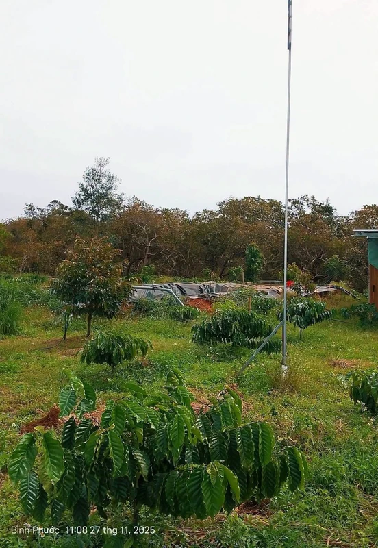 Bán đất vườn cà phê 9 sào, Bù Đăng, Đồng Nai, 1,5 tỷ