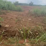Bán đất 1000m2 ở Đồng Phú, 290 triệu - Ảnh thu nhỏ 4