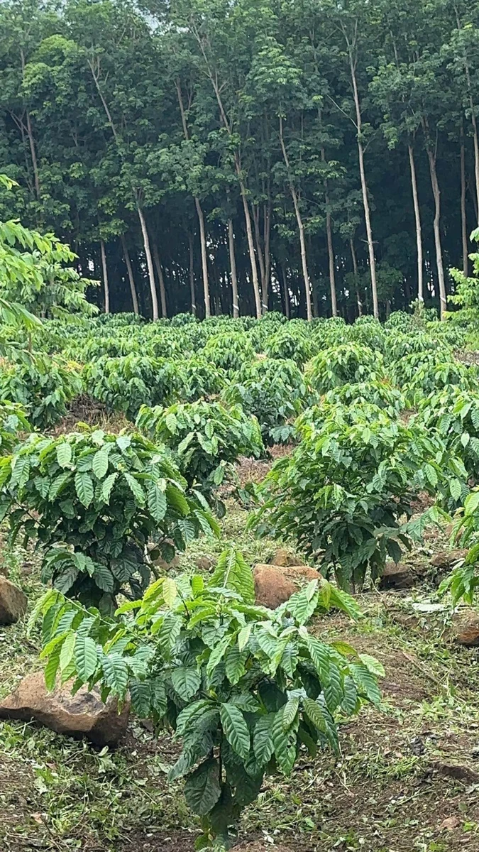 Bán vườn cà phê 1,7ha gần Cụm công nghiệp Hòa Phú, Buôn Ma Thuột - Ảnh thu nhỏ 2