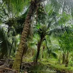 Bán đất vườn dừa 10.000m² Giồng Trôm Bến Tre 260 triệu - Ảnh thu nhỏ 2