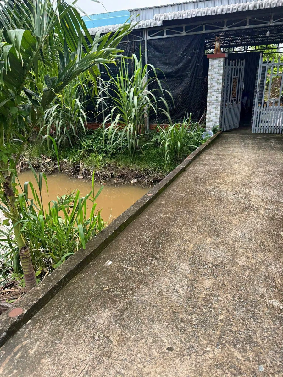 Bán đất Phú Hưng Bến Tre 2200m2 với nhà cấp 4 - Ảnh thu nhỏ 2