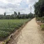 Bán đất cây lâu năm tại Cồn Bà Hoà Xã Bình Thạnh Huyện Châu Thành AG - Ảnh thu nhỏ 17