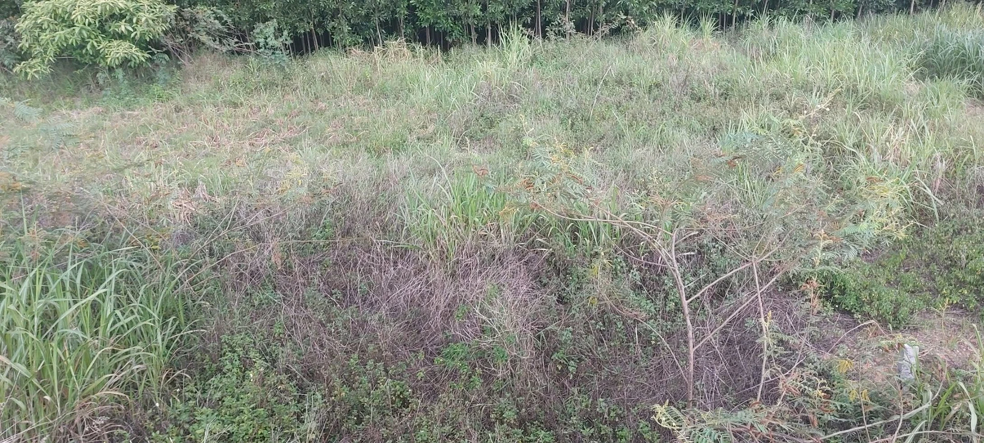 Bán đất mặt tiền Thạch Bích 1000m² Bình Chánh 500 triệu - Ảnh 1