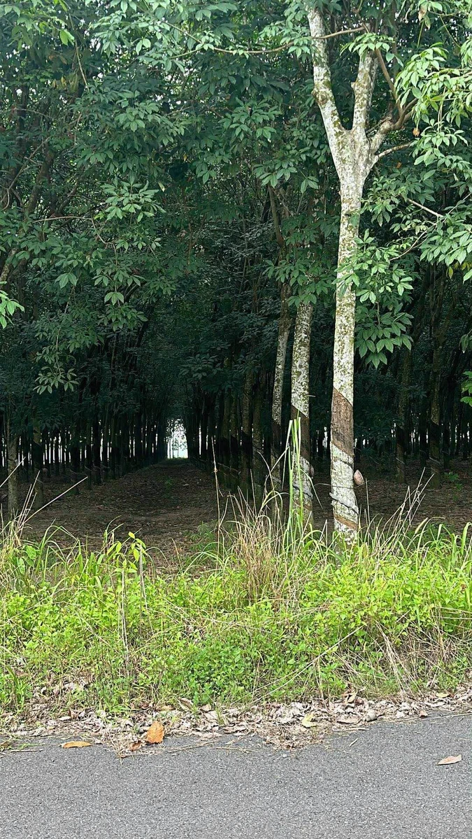 Bán đất Lai Uyên Bầu Bàng 10.600m2 hai mặt tiền 14 tỷ - Ảnh thu nhỏ 3