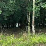 Bán đất Lai Uyên Bầu Bàng 10.600m2 hai mặt tiền 14 tỷ - Ảnh thu nhỏ 3