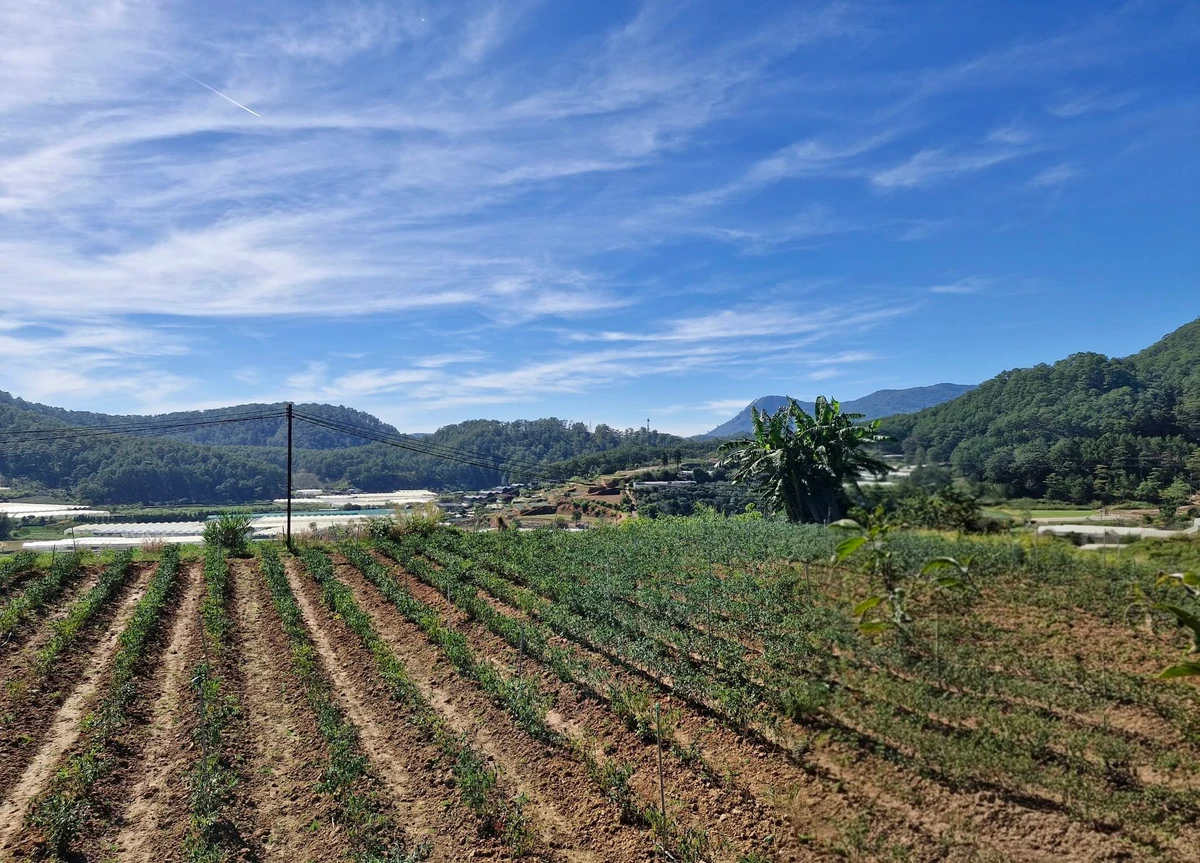 Bán lô đất 4800m² mặt tiền 42,5m view rừng thông tại Đèo Mimoza, Đà Lạt, giá 15 tỷ - Ảnh thu nhỏ 3