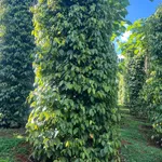 Bán đất vườn 2 hecta Xã Thuận Hạnh Nhà Bè, sổ hồng - Ảnh thu nhỏ 2