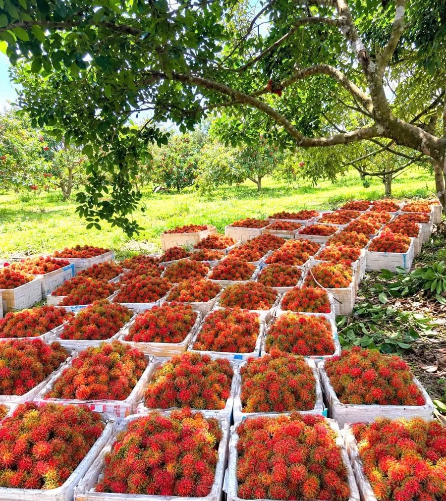 Bán đất nông nghiệp 25.000m2 Nam Cát Tiên Đồng Nai, 450 cây sầu riêng - Ảnh 1