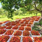 Bán đất nông nghiệp 25.000m2 Nam Cát Tiên Đồng Nai, 450 cây sầu riêng - Ảnh thu nhỏ 1