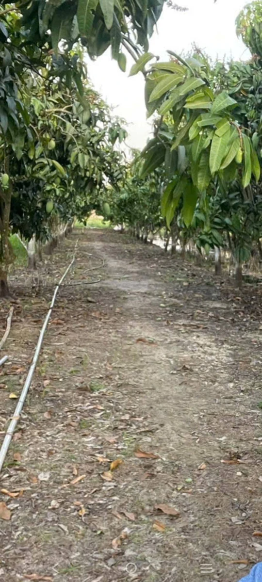 Bán đất 370m² mặt tiền QL N2B Đồng Tháp 370 triệu - Ảnh thu nhỏ 3
