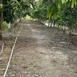 Bán đất 370m² mặt tiền QL N2B Đồng Tháp 370 triệu - Ảnh thu nhỏ 3
