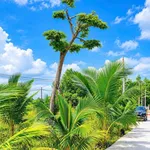 Bán 1 sào đất 1.000m² có 200m² thổ cư, mặt tiền 37m gần trung tâm Long Khánh - Ảnh thu nhỏ 2