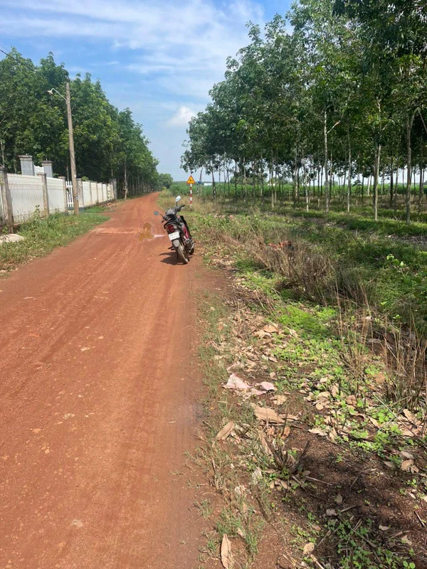 Bán đất thổ cư ngang 5m dài 50m giá 199 triệu tại Suối Dây, Tân Châu, Tây Ninh