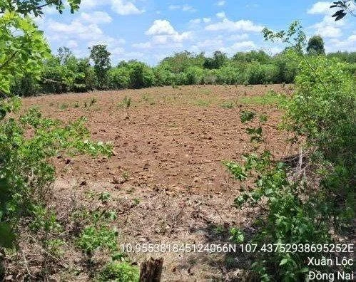 Bán 21.255 m² đất nông nghiệp tại Xuân Lộc, Đồng Nai - 6 tỷ 2 - Ảnh thu nhỏ 2