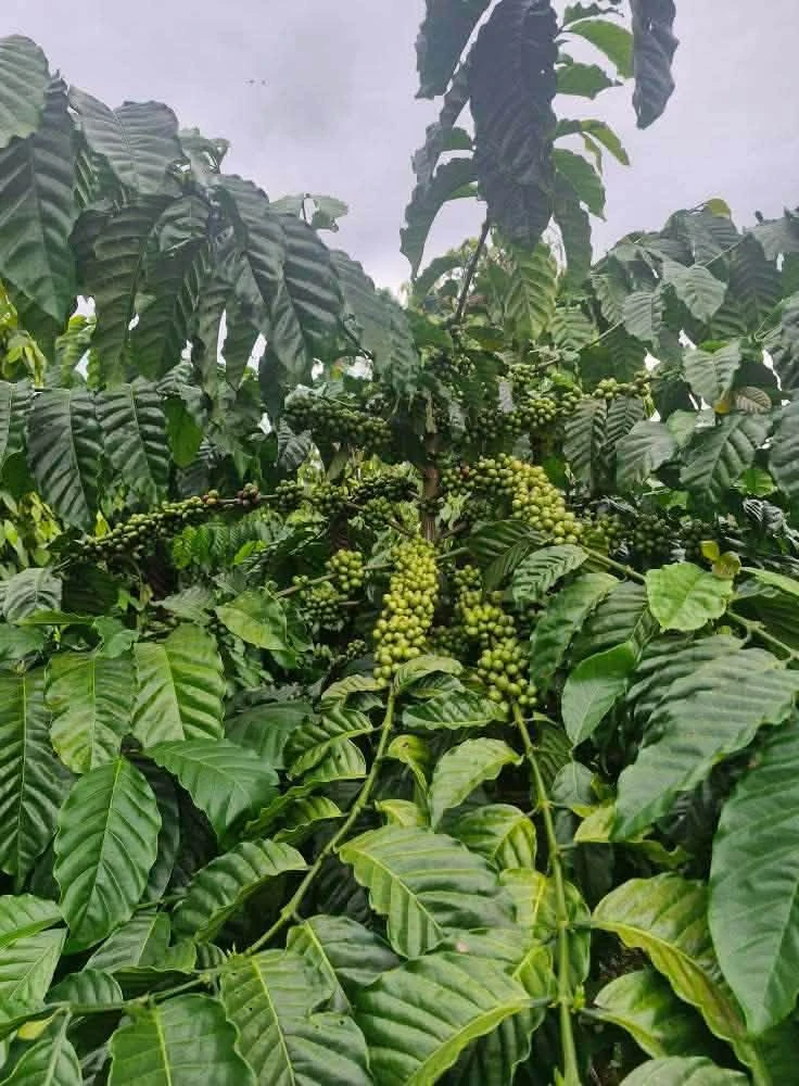 Bán đất 1ha6 tại Thôn 11 Nam Bình, 2 tỷ 800 - Ảnh thu nhỏ 2