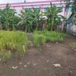 Đất đẹp giá tốt chính chủ cần bán tại đường Cây Khoa, Tân Khánh Đông, Sa Đéc, Đồng Tháp - Ảnh thu nhỏ 7