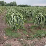 Bán đất nền 1000m2 Thuận Mỹ, Châu Thành, Long An - Ảnh thu nhỏ 3