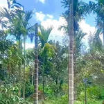 Bán vườn 2000m² góc 2 mặt tiền, Đắk Lắk - Ảnh thu nhỏ 4