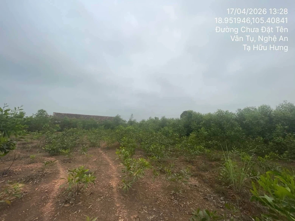 Bán đất ở 1.327m² tại Yên Thành, Nghệ An - Ảnh thu nhỏ 3