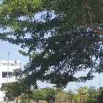 Bán đất nền 120m² Cam Ranh giá 4 tỷ khu CaraWorld - Ảnh thu nhỏ 2