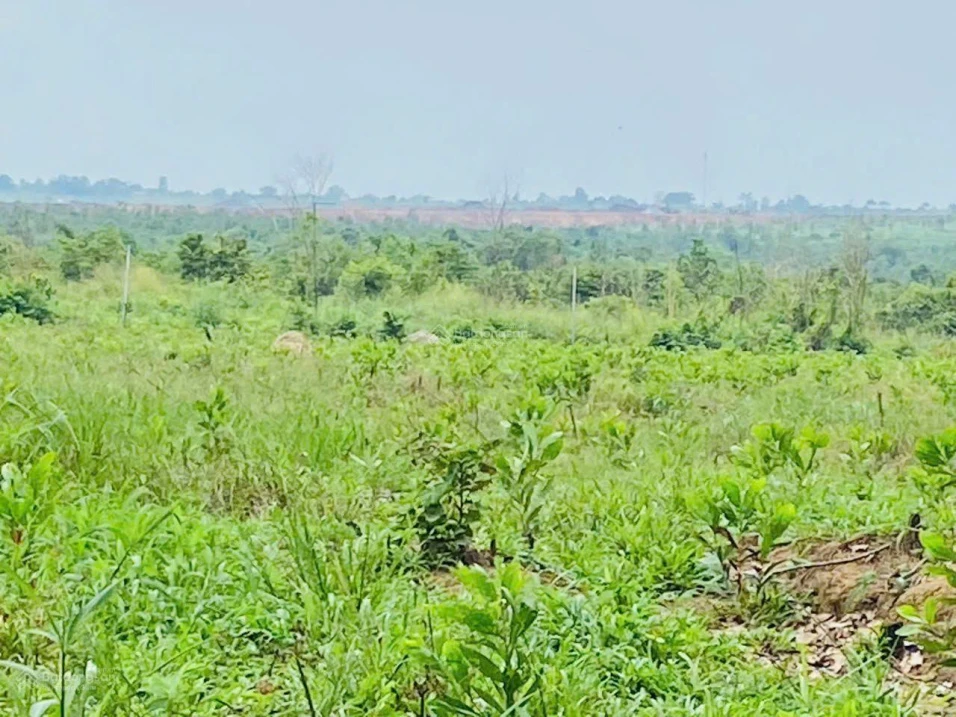 Kẹt tiền nộp học cho con bán nhanh đất vườn view sân bay Long Thành 1.700m2, ngang 21m, sổ đầy đủ - Ảnh thu nhỏ 2