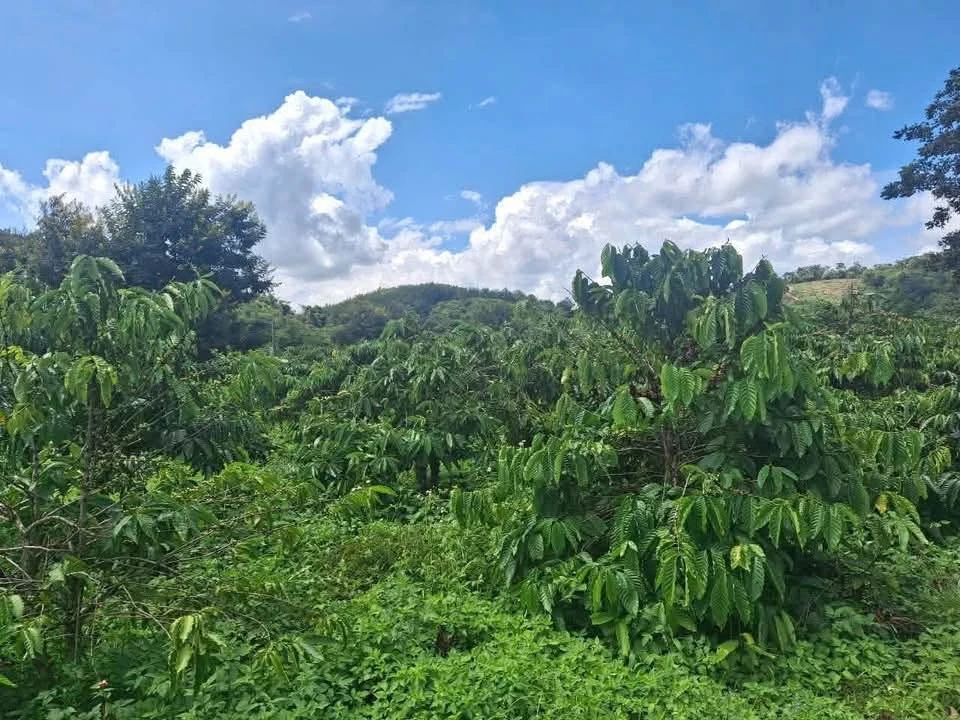 Bán 4 sào đất cà phê 4000m2, 120m mặt tiền tại Hòa Khánh, Buôn Ma Thuột - 2 tỷ 200 - Ảnh thu nhỏ 2