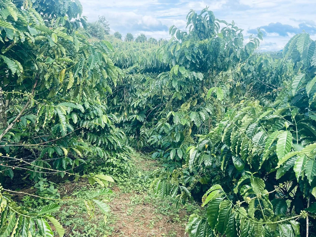 Bán đất vườn 2,2 ha tại Xã Đạo Nghĩa, Đắk Nông - Ảnh thu nhỏ 3