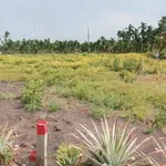 Bán 9.9 công đất rẫy Cau Dừa Khóm, 1 tỷ 200 triệu - Ảnh thu nhỏ 2