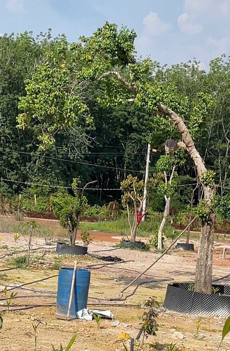 Bán đất 990m² KCN Đồng Xoài 2, Đồng Nai, 600 triệu - Ảnh thu nhỏ 2