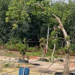 Bán đất 990m² KCN Đồng Xoài 2, Đồng Nai, 600 triệu - Ảnh thu nhỏ 2