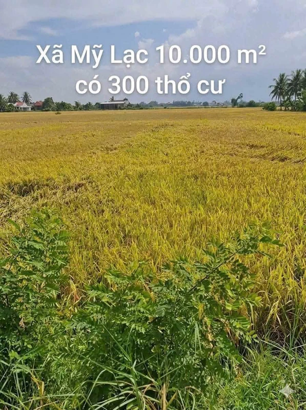 Bán đất lúa 10.000m² có 300m² thổ cư Long An