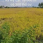 Bán đất lúa 10.000m² có 300m² thổ cư Long An - Ảnh thu nhỏ 1