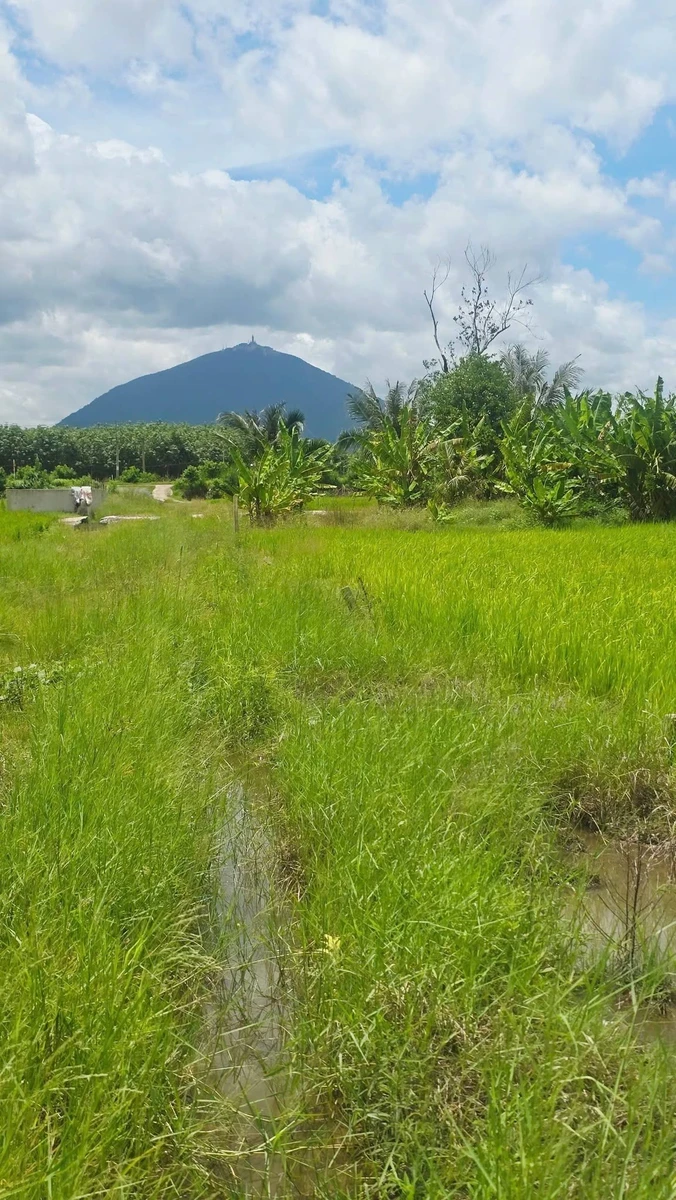 Bán đất lúa Phước Ninh 1000m² sổ sẵn 580 triệu - Ảnh thu nhỏ 2