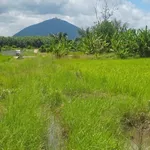 Bán đất lúa Phước Ninh 1000m² sổ sẵn 580 triệu - Ảnh thu nhỏ 2