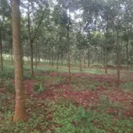 Bán cao su 2,4 ha tại Đồng Phú, Bình Phước - Ảnh thu nhỏ 1