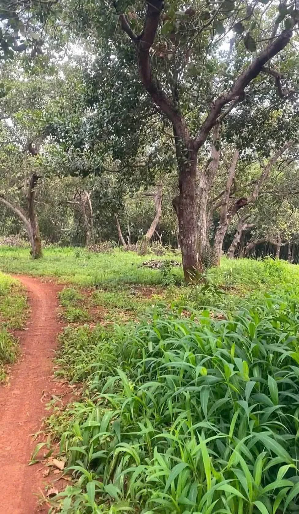 Bán nhanh 3,7ha đất vườn cao su và điều tại Phú Trung, Bình Phước - Ảnh 1