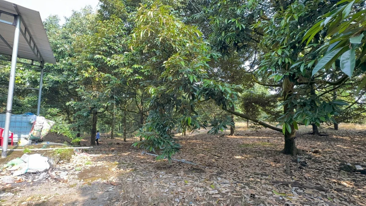 Bán đất vườn sầu riêng 4.000m² Tân Phú, Đồng Nai 3,2 tỷ - Ảnh thu nhỏ 3