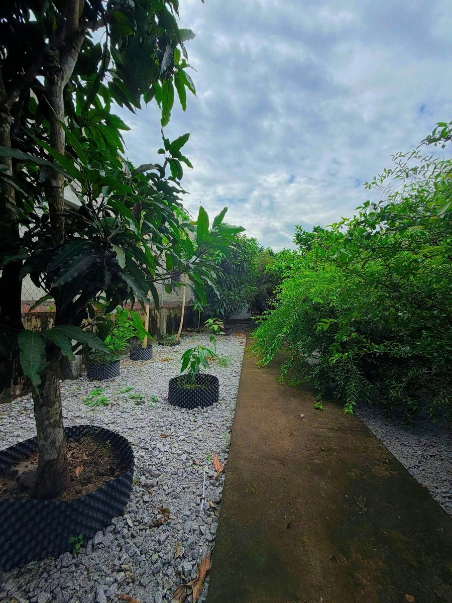Bán mảnh vườn cây trái 300m2 Nguyễn Văn Lang, Tân Thành - Ảnh thu nhỏ 4