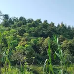 Bán vườn sầu riêng 1,2ha Lâm Đồng 1,7 tỷ - Ảnh thu nhỏ 2