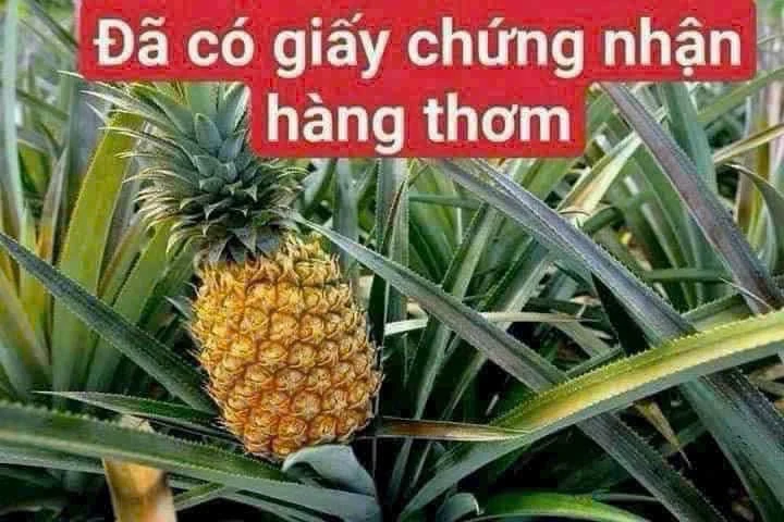 Bán đất nền 72.5m² Cần Giờ gần Quốc lộ 50, 1 tỷ 250 - Ảnh 1